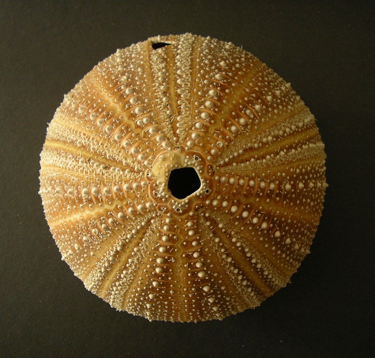 Echinus melo (Lamarck, 1816) - teca